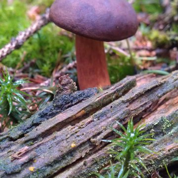 Quis nibh convallis fringilla