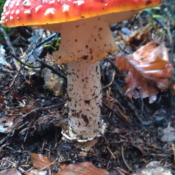 Quis nibh convallis fringilla