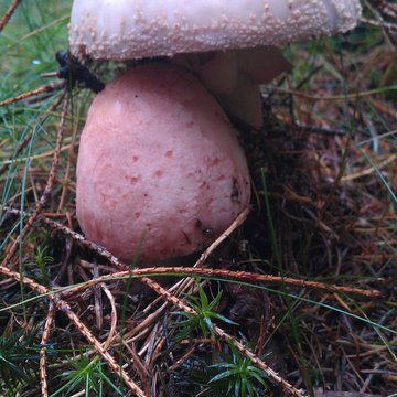 Quis nibh convallis fringilla